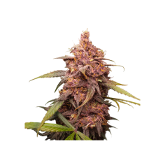 PURPLE PUNCH  FEM X3-SEEDSTOCKERS